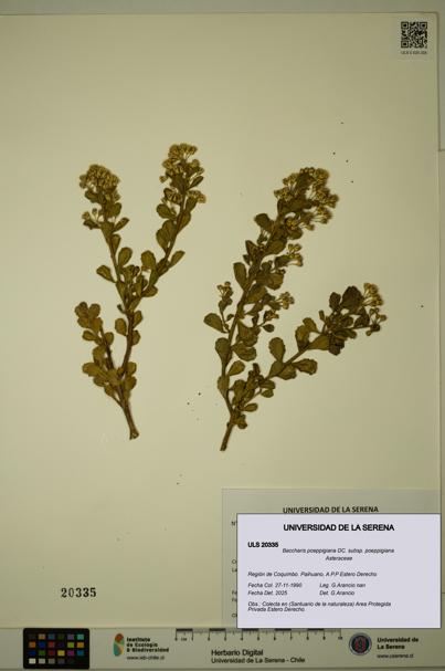 Baccharis poeppigiana subsp. poeppigiana [Espécimen: ULS:ULS:0020335]