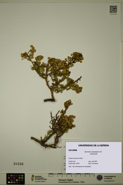 Baccharis poeppigiana [Espécimen: ULS:ULS:0020336]