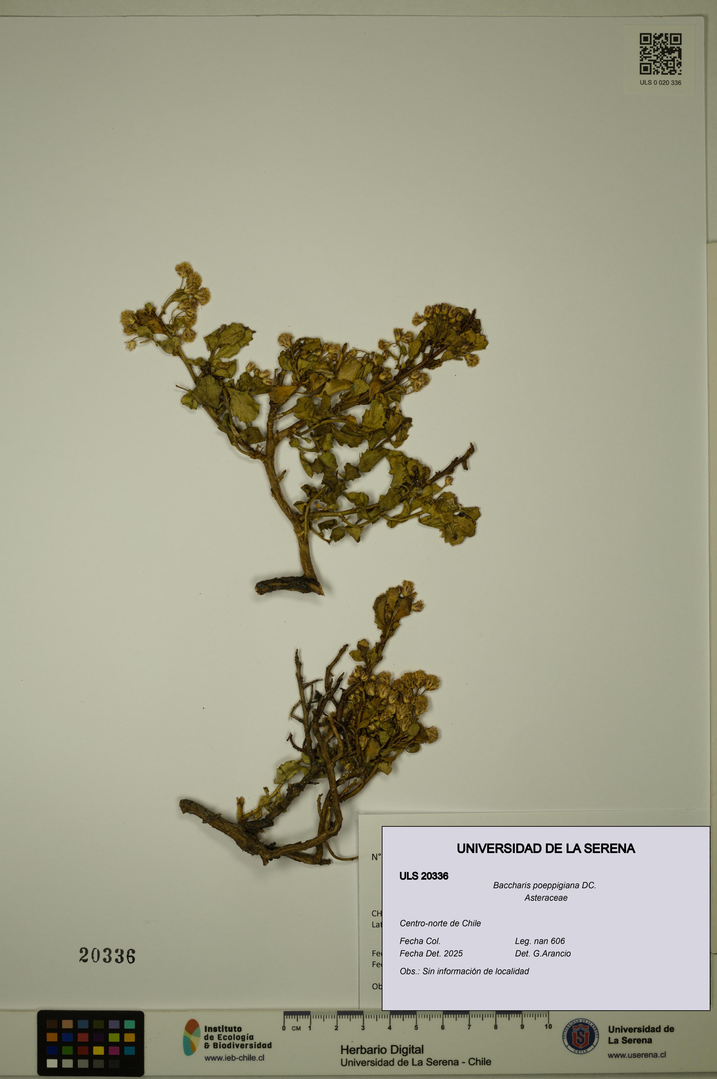 Baccharis poeppigiana [Espécimen: ULS:ULS:0020336]