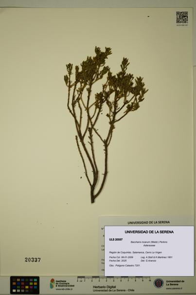 Baccharis incarum [Espécimen: ULS:ULS:0020337]
