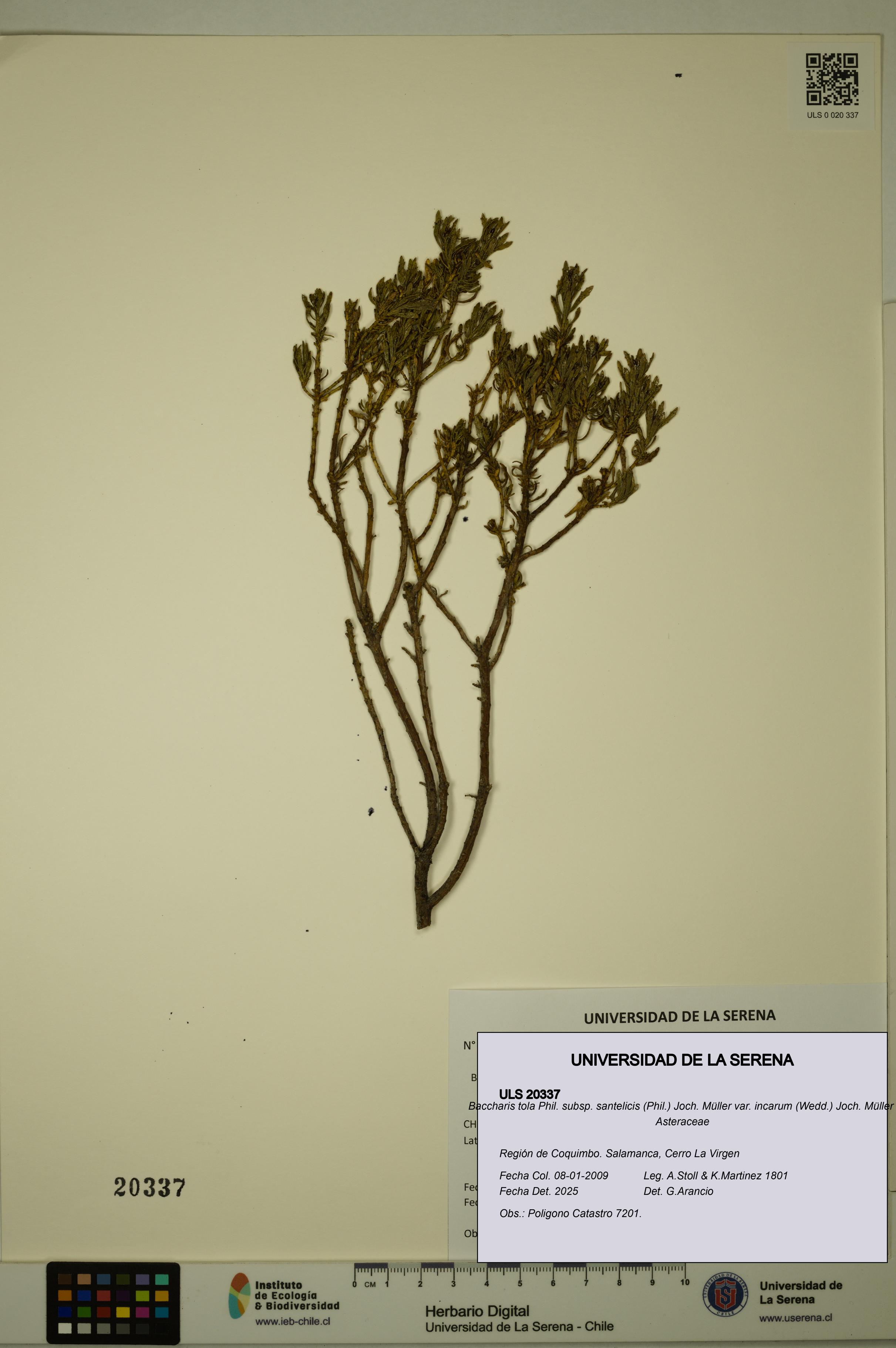 Baccharis tola [Espécimen: ULS:ULS:0020337]