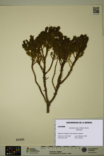Baccharis incarum [Espécimen: ULS:ULS:0020338]