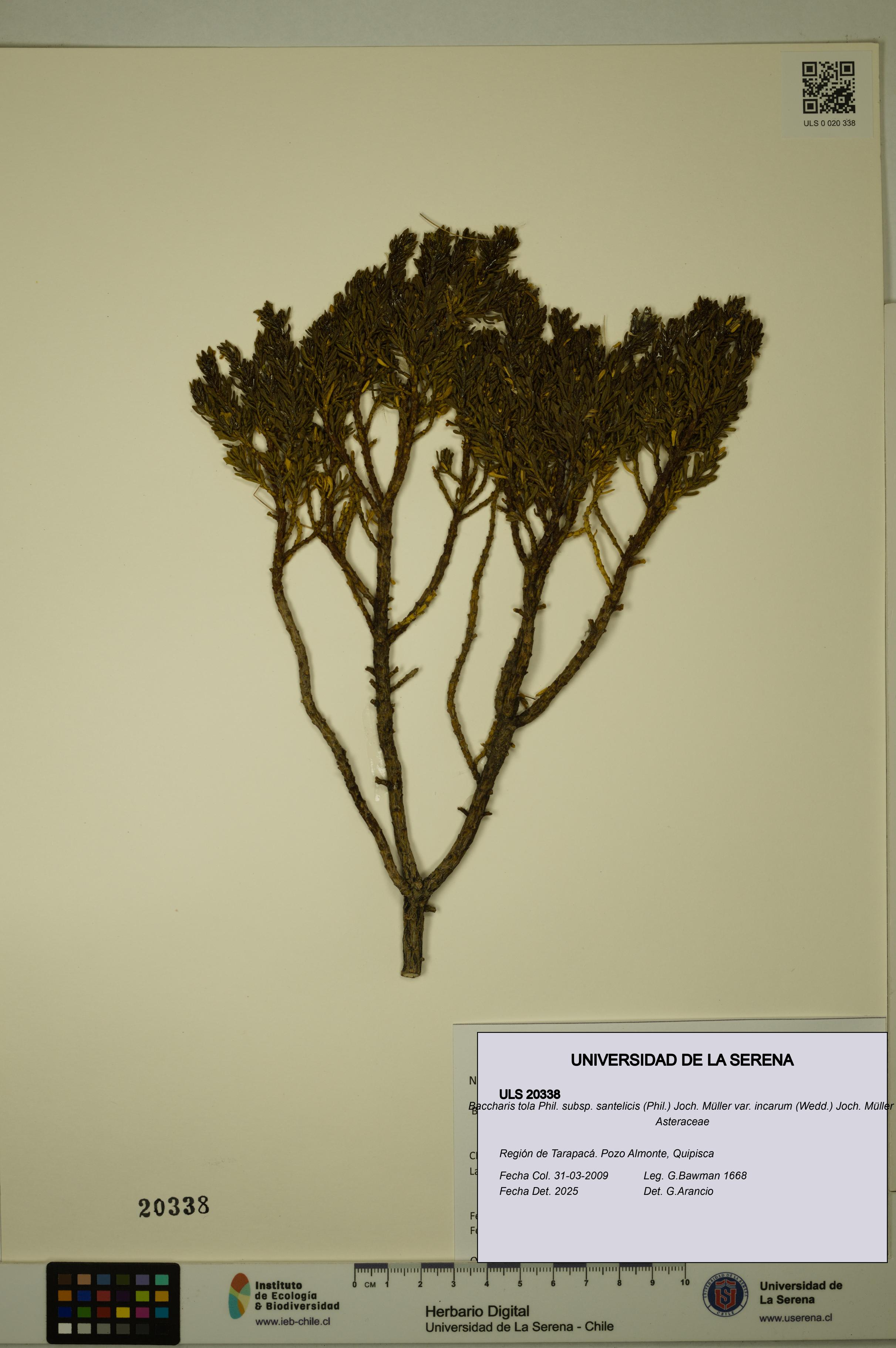 Baccharis tola [Espécimen: ULS:ULS:0020338]