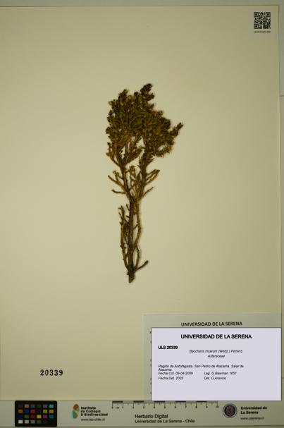 Baccharis incarum [Espécimen: ULS:ULS:0020339]