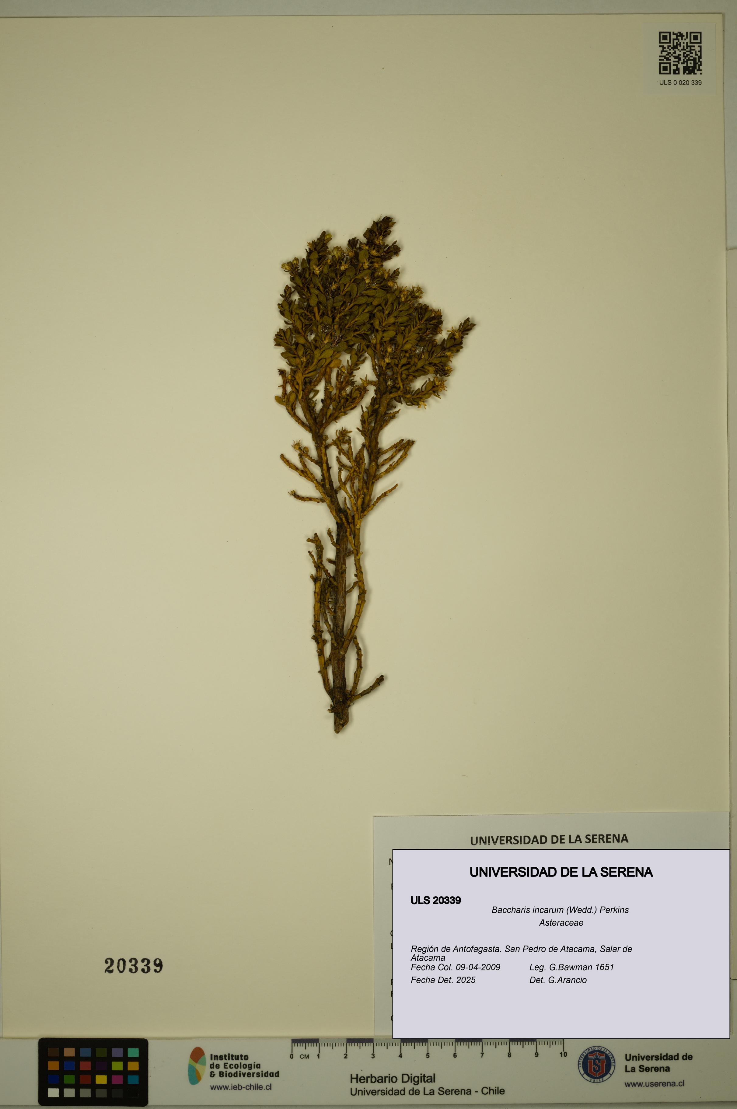 Baccharis incarum [Espécimen: ULS:ULS:0020339]