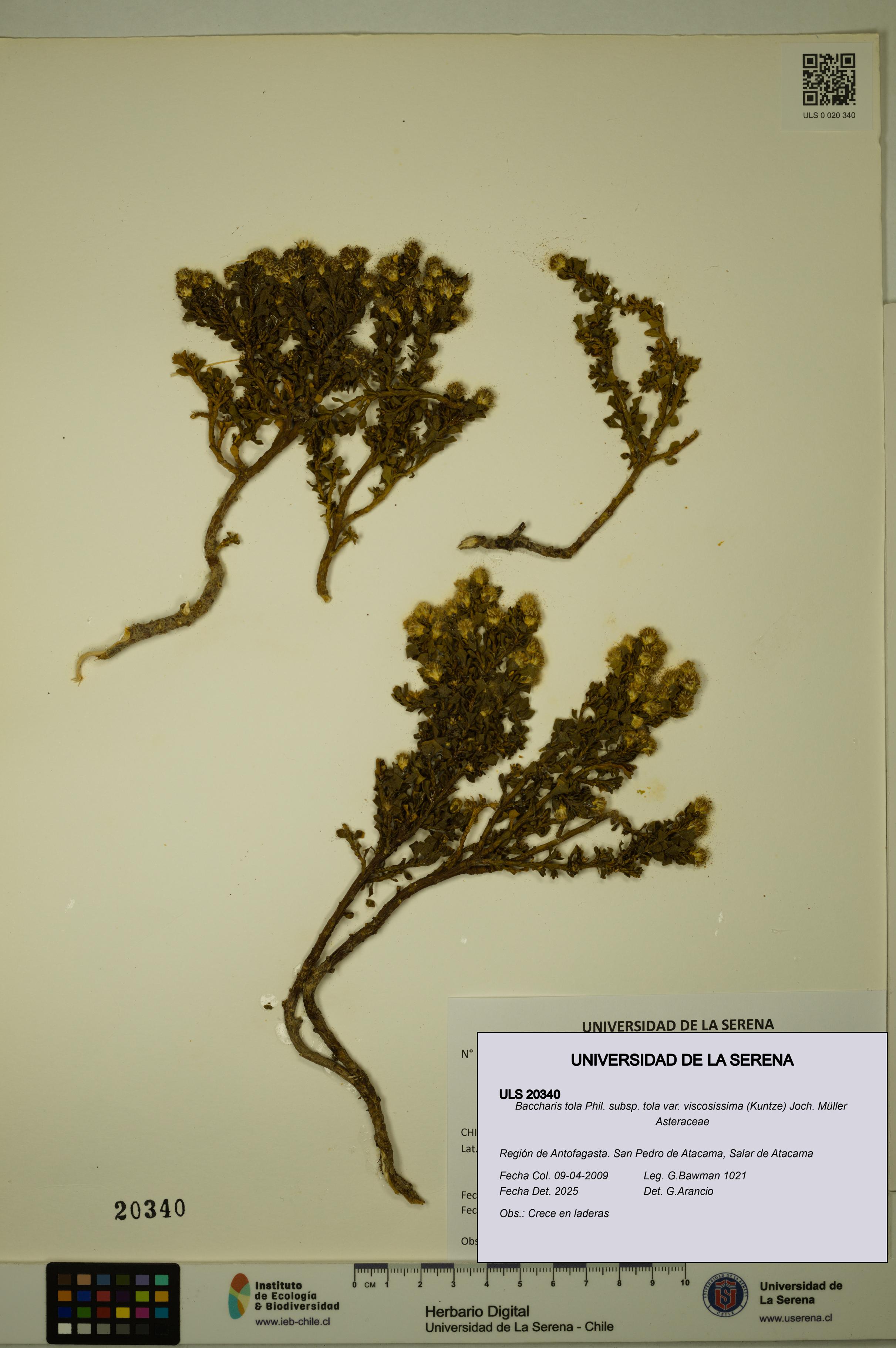 Baccharis tola [Espécimen: ULS:ULS:0020340]