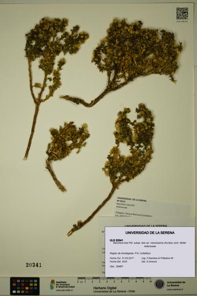 Baccharis tola [Espécimen: ULS:ULS:0020341]