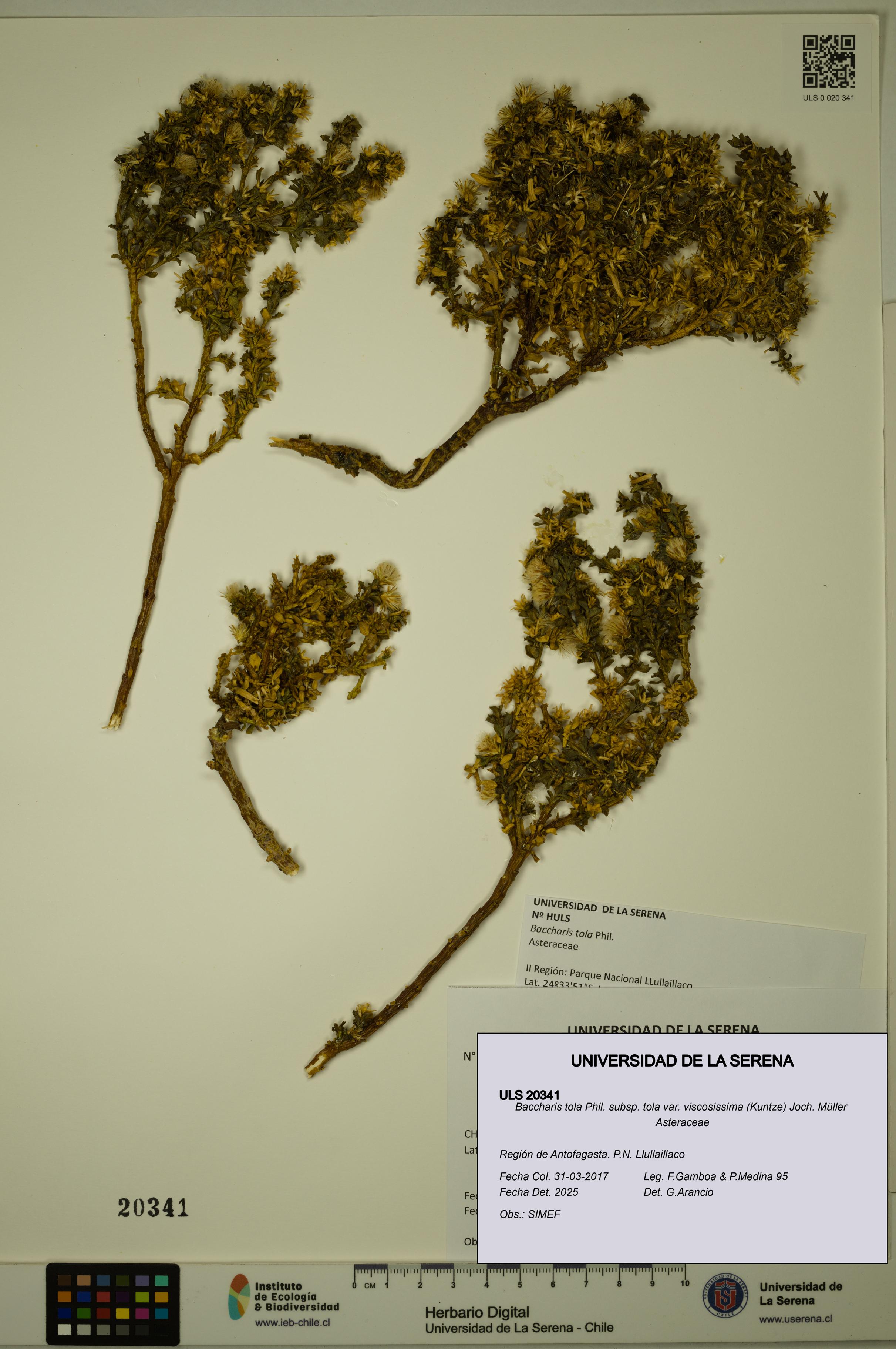 Baccharis tola [Espécimen: ULS:ULS:0020341]