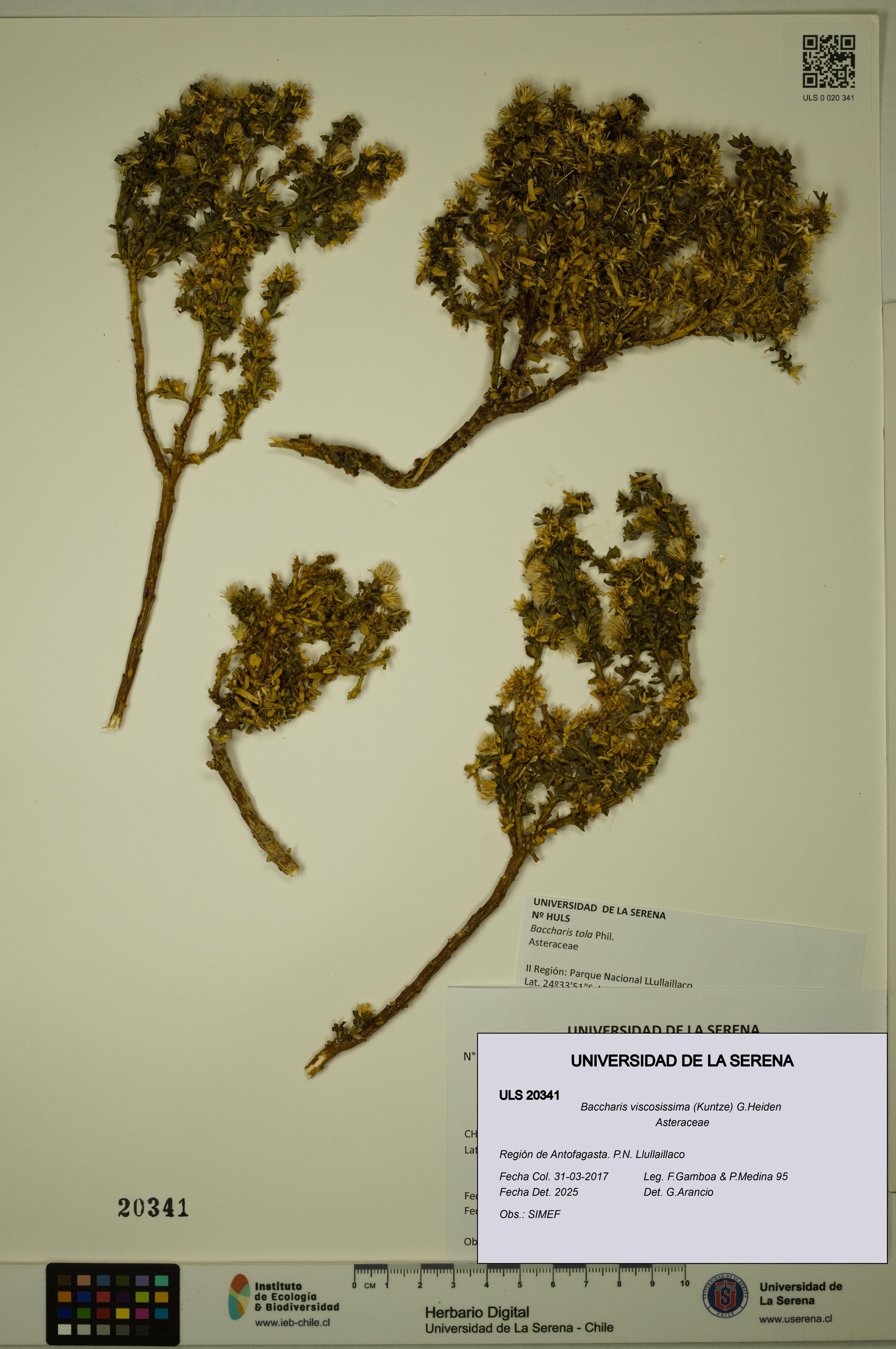 Baccharis tola [Espécimen: ULS:ULS:0020341]