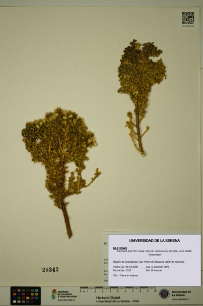 Baccharis tola [Espécimen: ULS:ULS:0020342]
