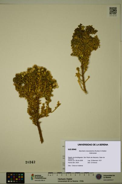 Baccharis tola [Espécimen: ULS:ULS:0020342]