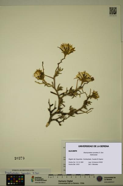 Brachyclados lycioides [Espécimen: ]