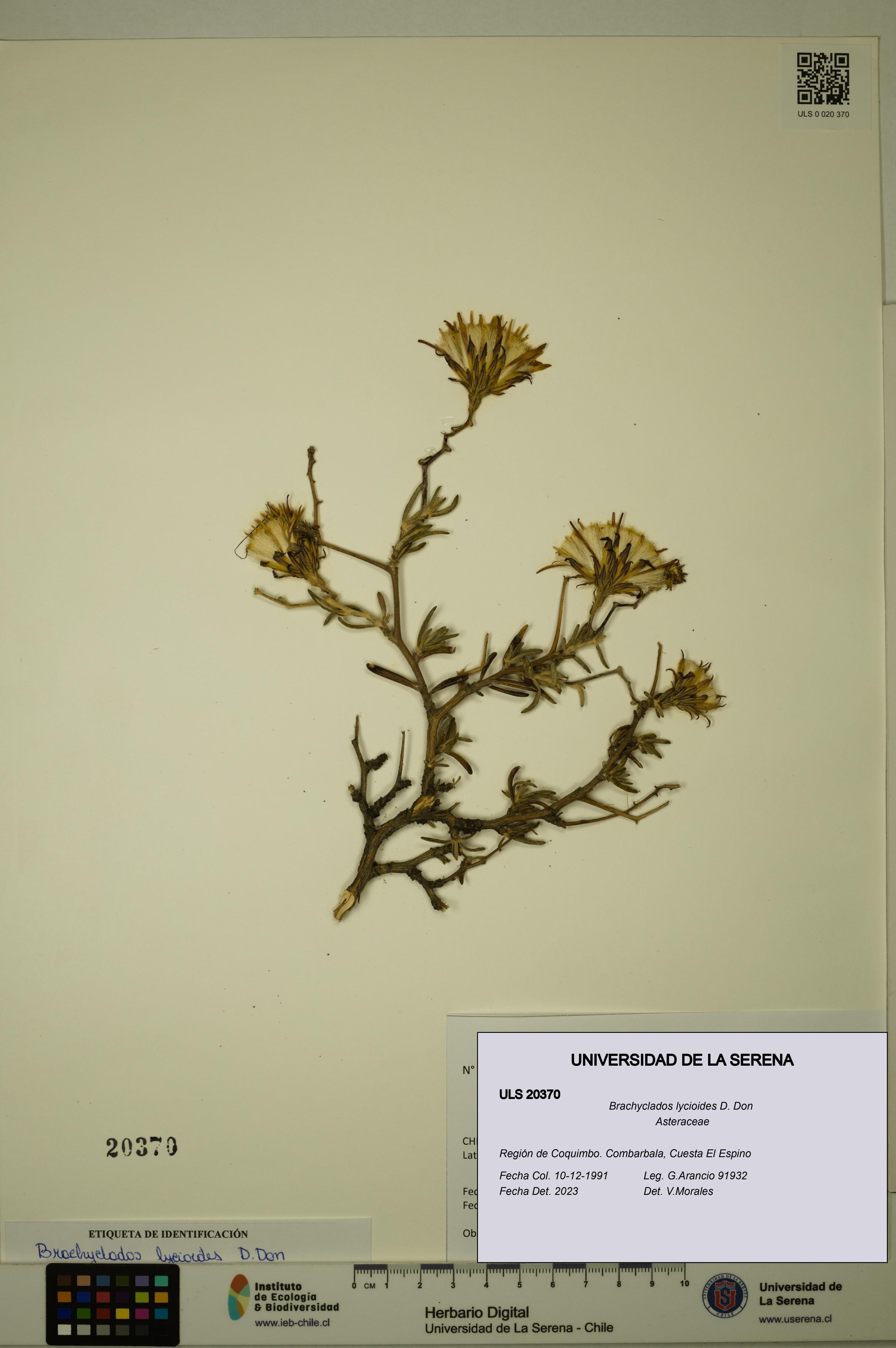 Brachyclados lycioides [Espécimen: ]