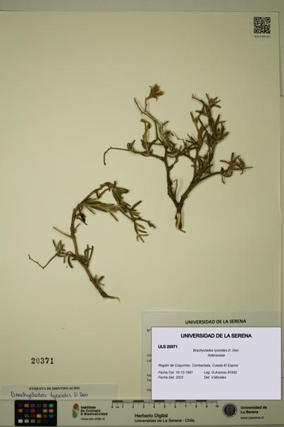 Brachyclados lycioides [Espécimen: ]