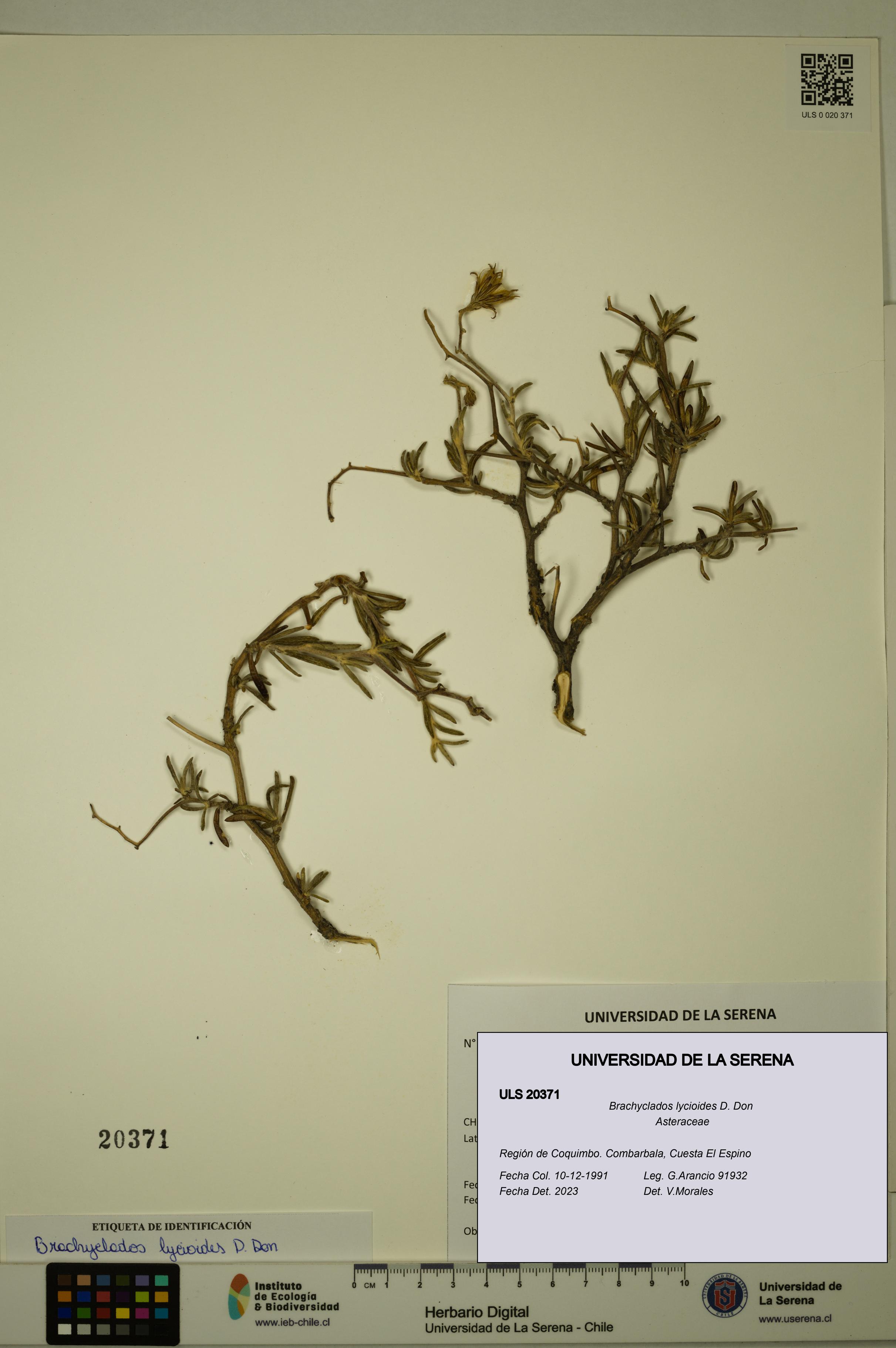 Brachyclados lycioides [Espécimen: ]