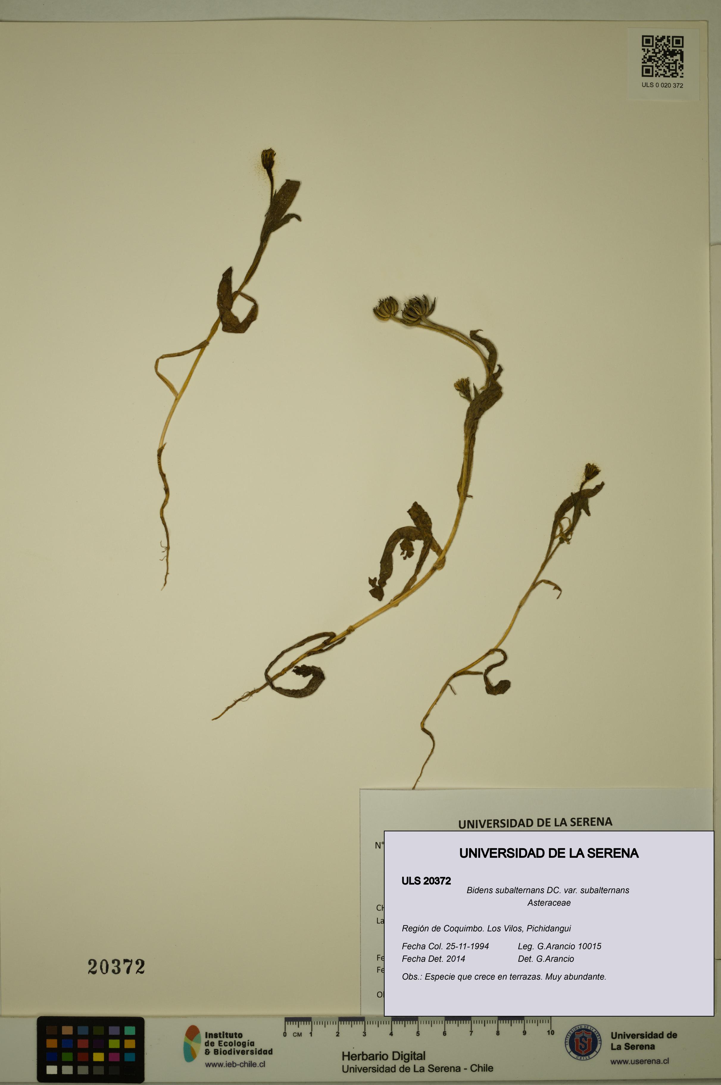 Bidens subalternans var. subalternans [Espécimen: ULS:ULS:0020372]