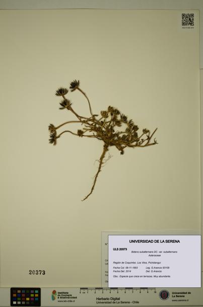 Bidens subalternans var. subalternans [Espécimen: ULS:ULS:0020373]