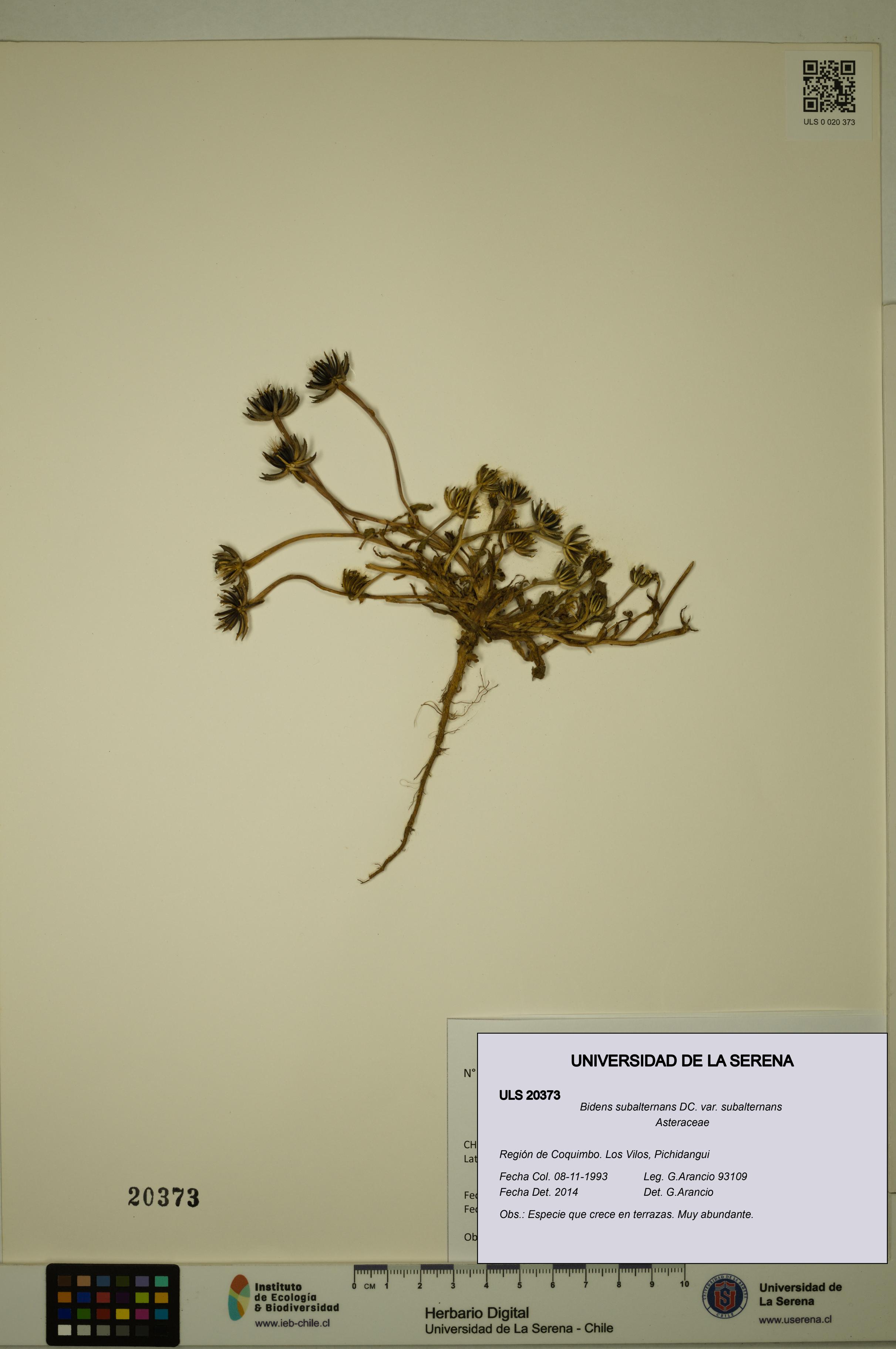 Bidens subalternans var. subalternans [Espécimen: ULS:ULS:0020373]