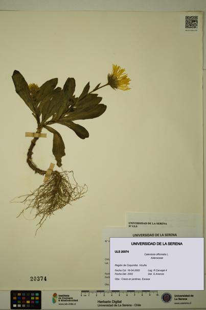 Calendula officinalis [Espécimen: ULS:ULS:0020374]