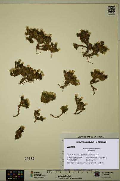 Calopappus acerosus [Espécimen: ]