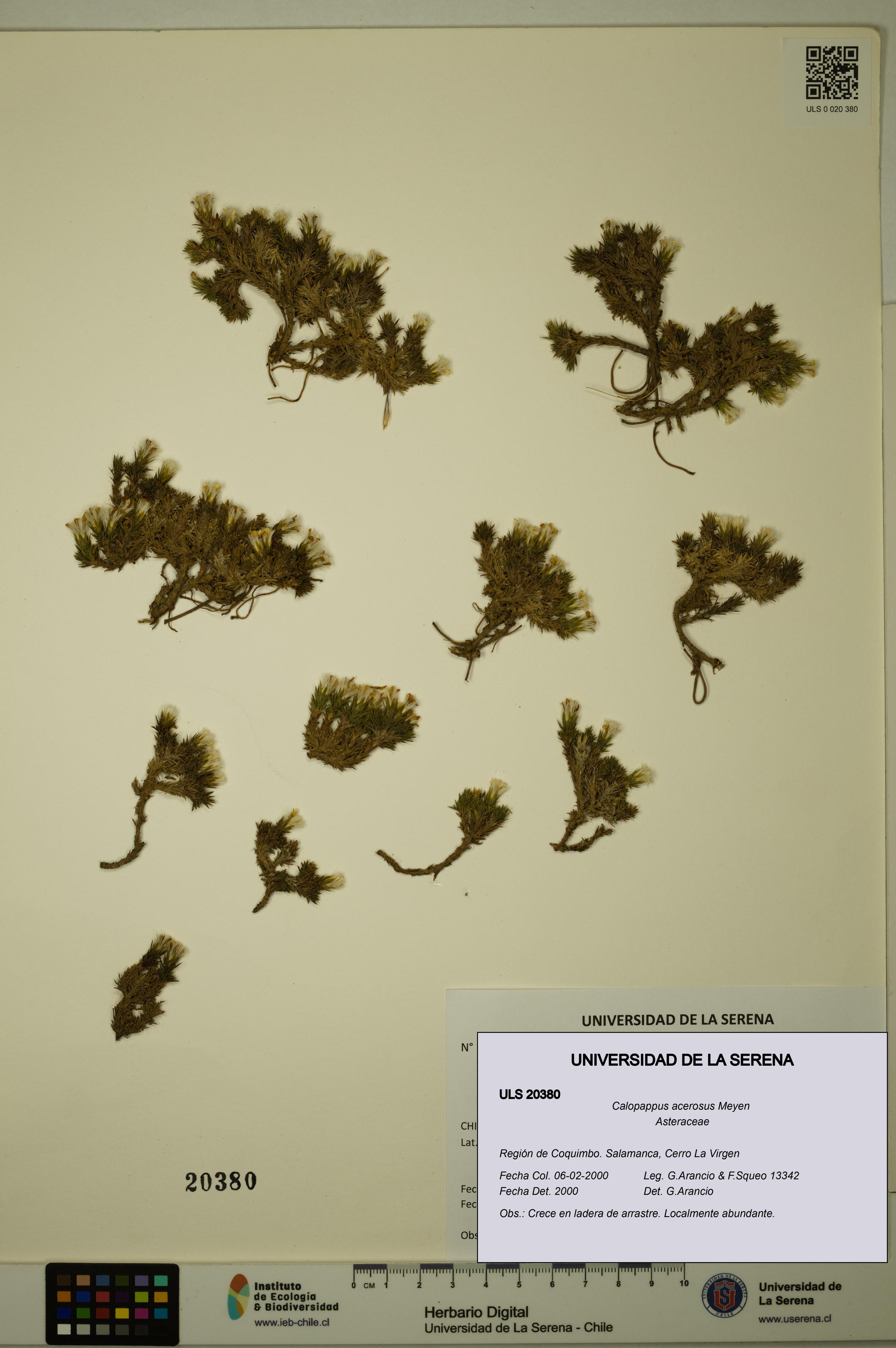 Calopappus acerosus [Espécimen: ]