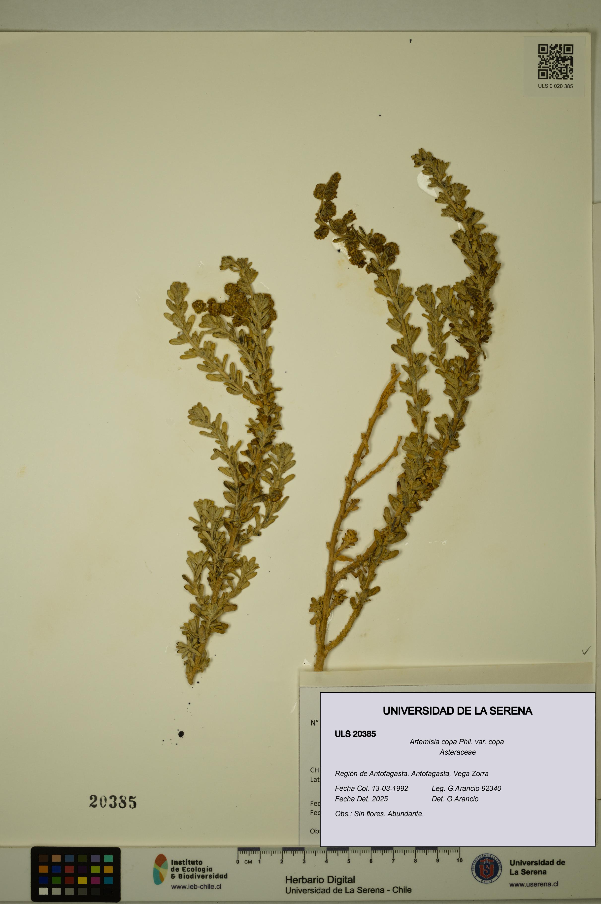 Artemisia copa [Espécimen: ULS:ULS:0020385]