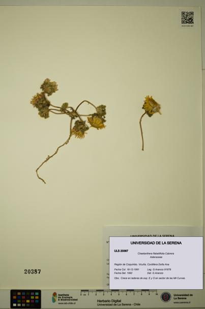 Chaetanthera flabellifolia [Espécimen: ULS:ULS:0020387]
