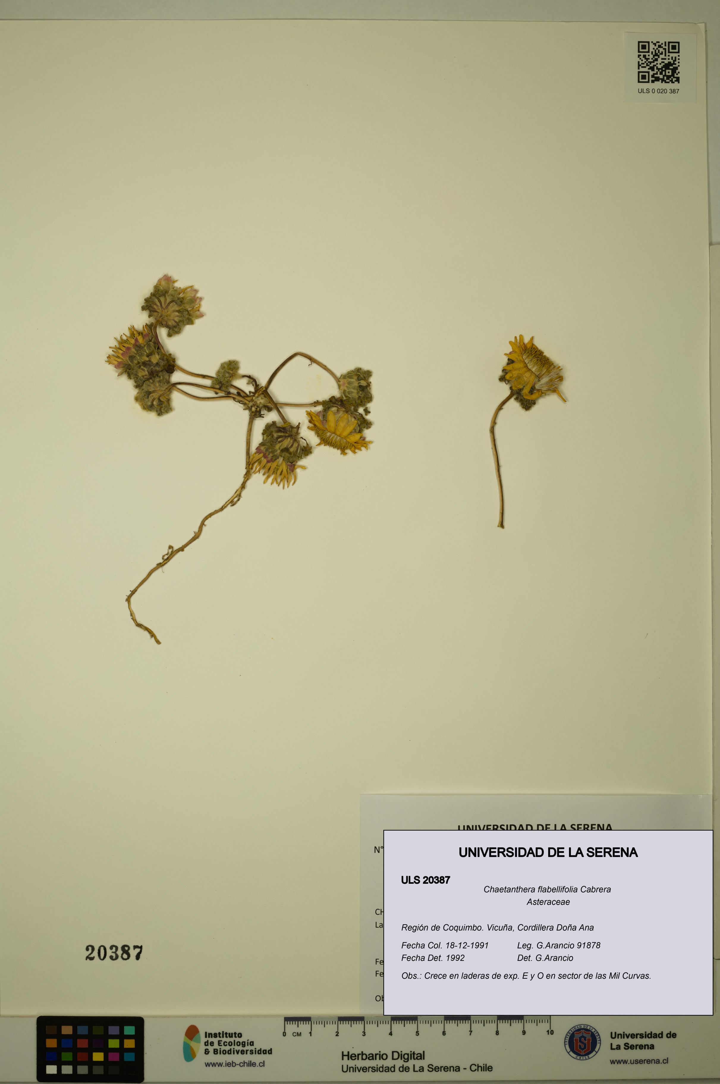 Chaetanthera flabellifolia [Espécimen: ULS:ULS:0020387]