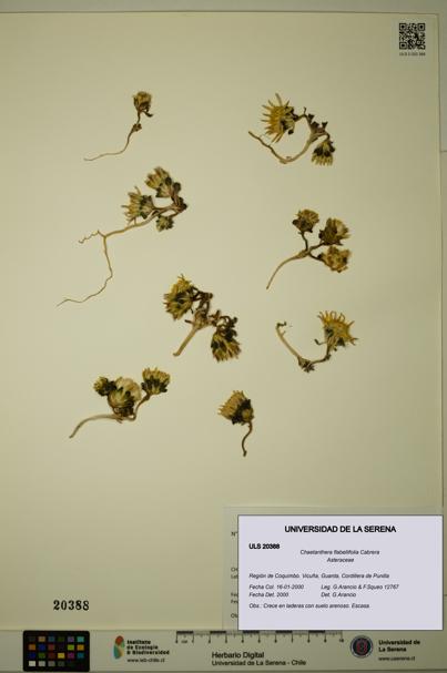 Chaetanthera flabellifolia [Espécimen: ULS:ULS:0020388]