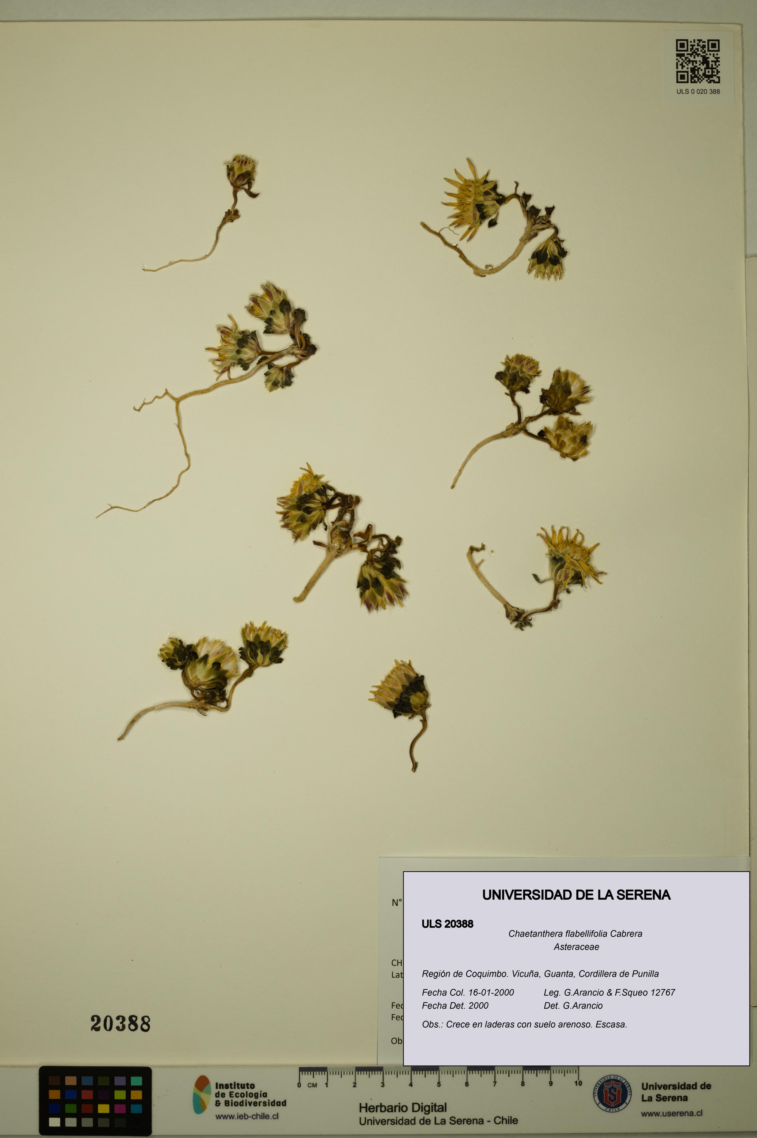 Chaetanthera flabellifolia [Espécimen: ULS:ULS:0020388]
