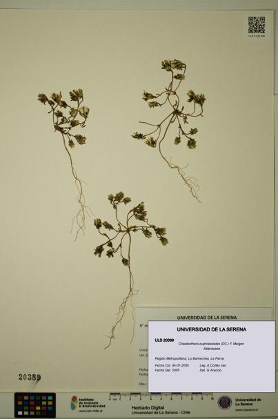 Chaetanthera euphrasioides [Espécimen: ULS:ULS:0020389]