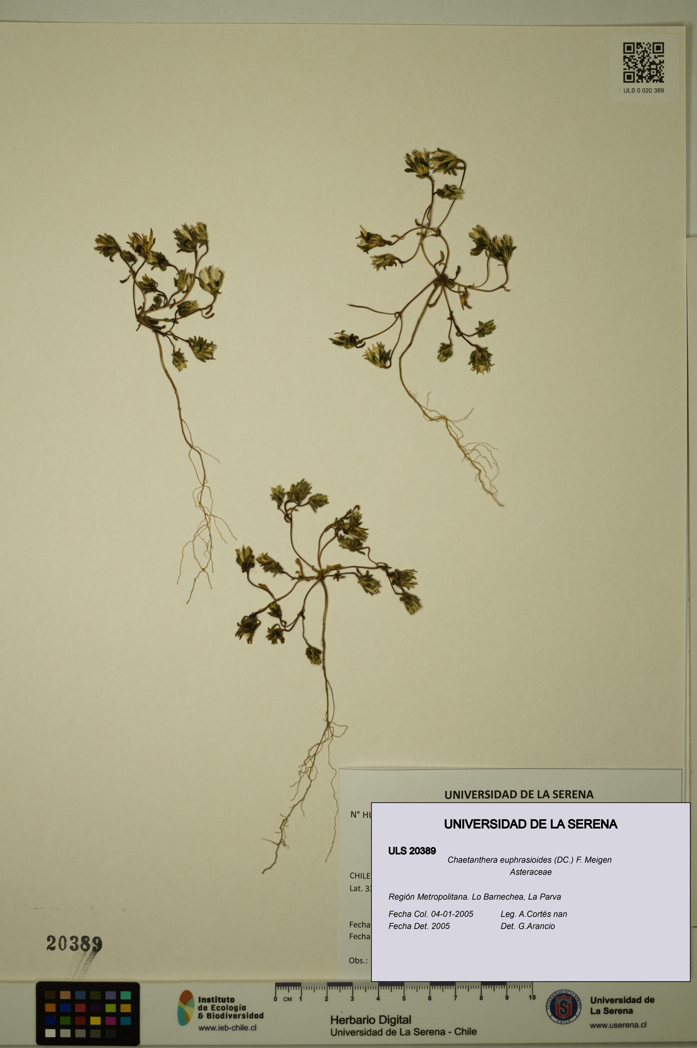 Chaetanthera euphrasioides [Espécimen: ULS:ULS:0020389]
