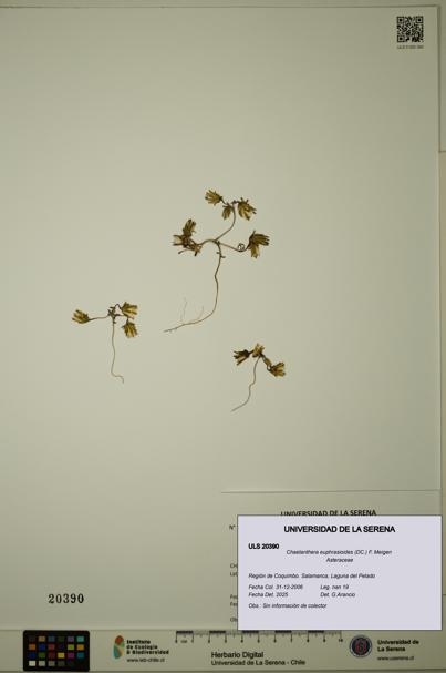 Chaetanthera euphrasioides [Espécimen: ULS:ULS:0020390]