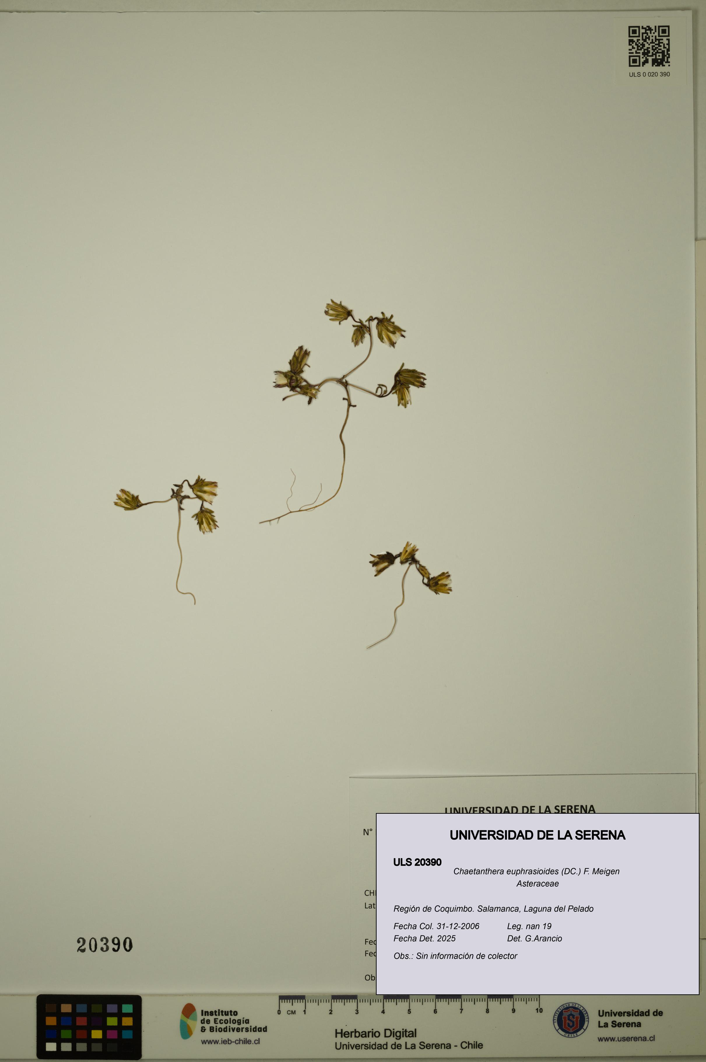 Chaetanthera euphrasioides [Espécimen: ULS:ULS:0020390]