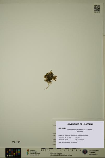 Chaetanthera euphrasioides [Espécimen: ULS:ULS:0020391]