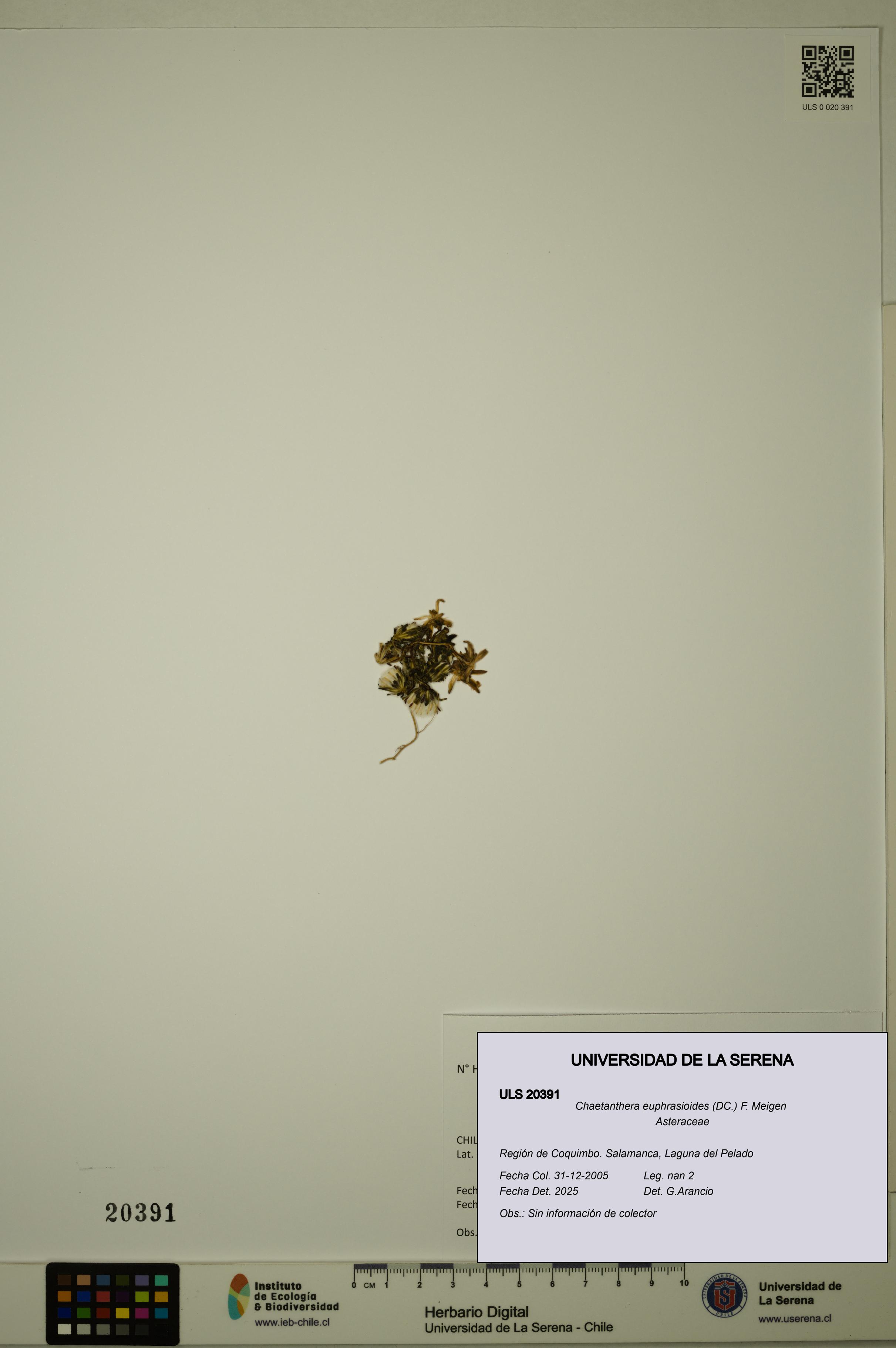 Chaetanthera euphrasioides [Espécimen: ULS:ULS:0020391]