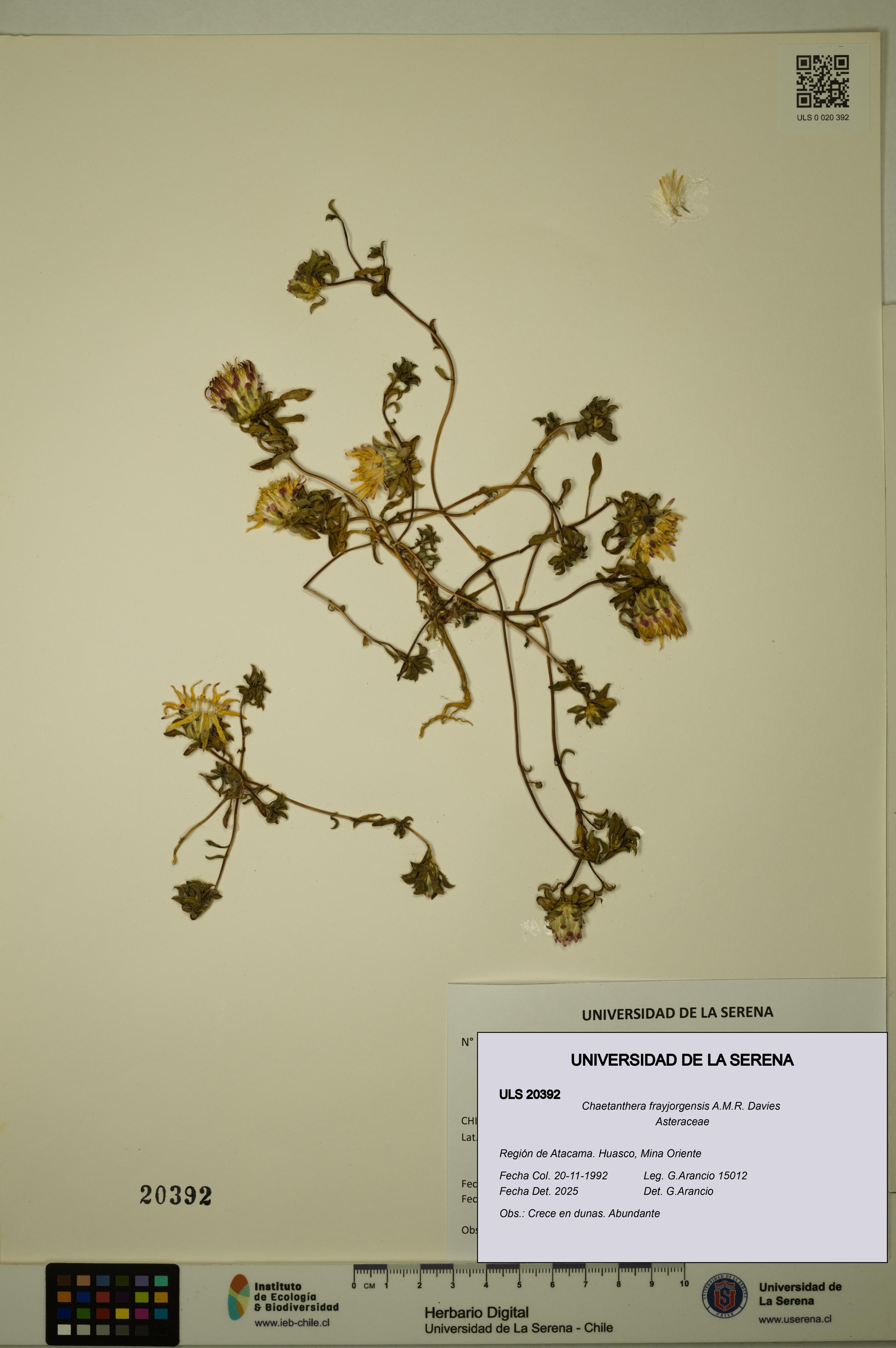 Chaetanthera frayjorgensis [Espécimen: ULS:ULS:0020392]