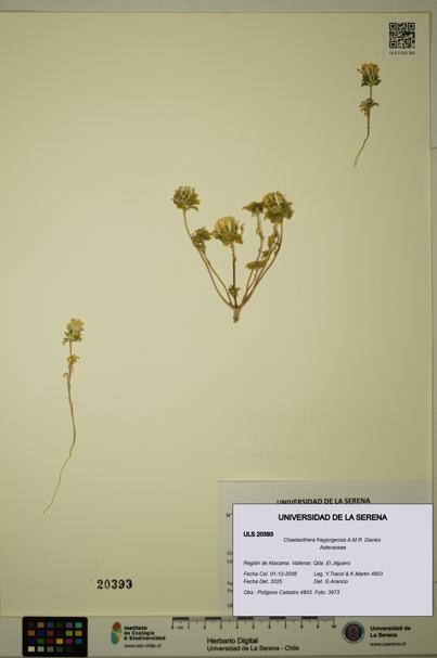 Chaetanthera frayjorgensis [Espécimen: ULS:ULS:0020393]