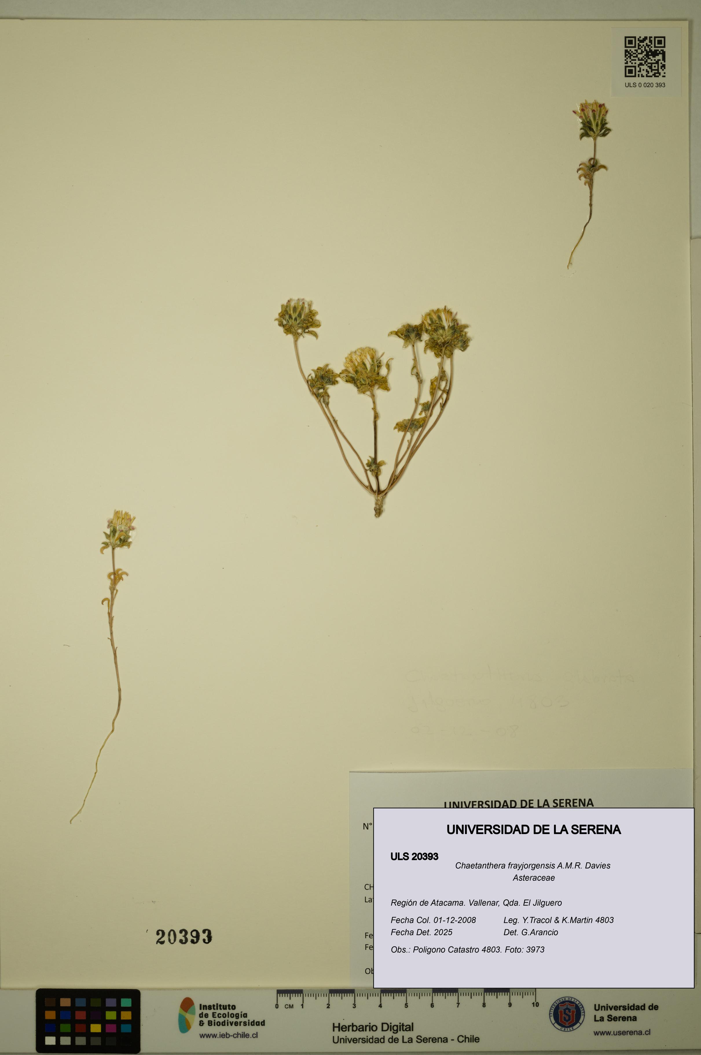 Chaetanthera frayjorgensis [Espécimen: ULS:ULS:0020393]