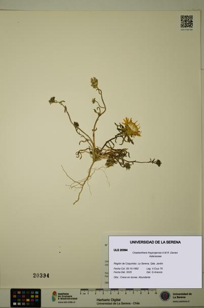 Chaetanthera frayjorgensis [Espécimen: ULS:ULS:0020394]