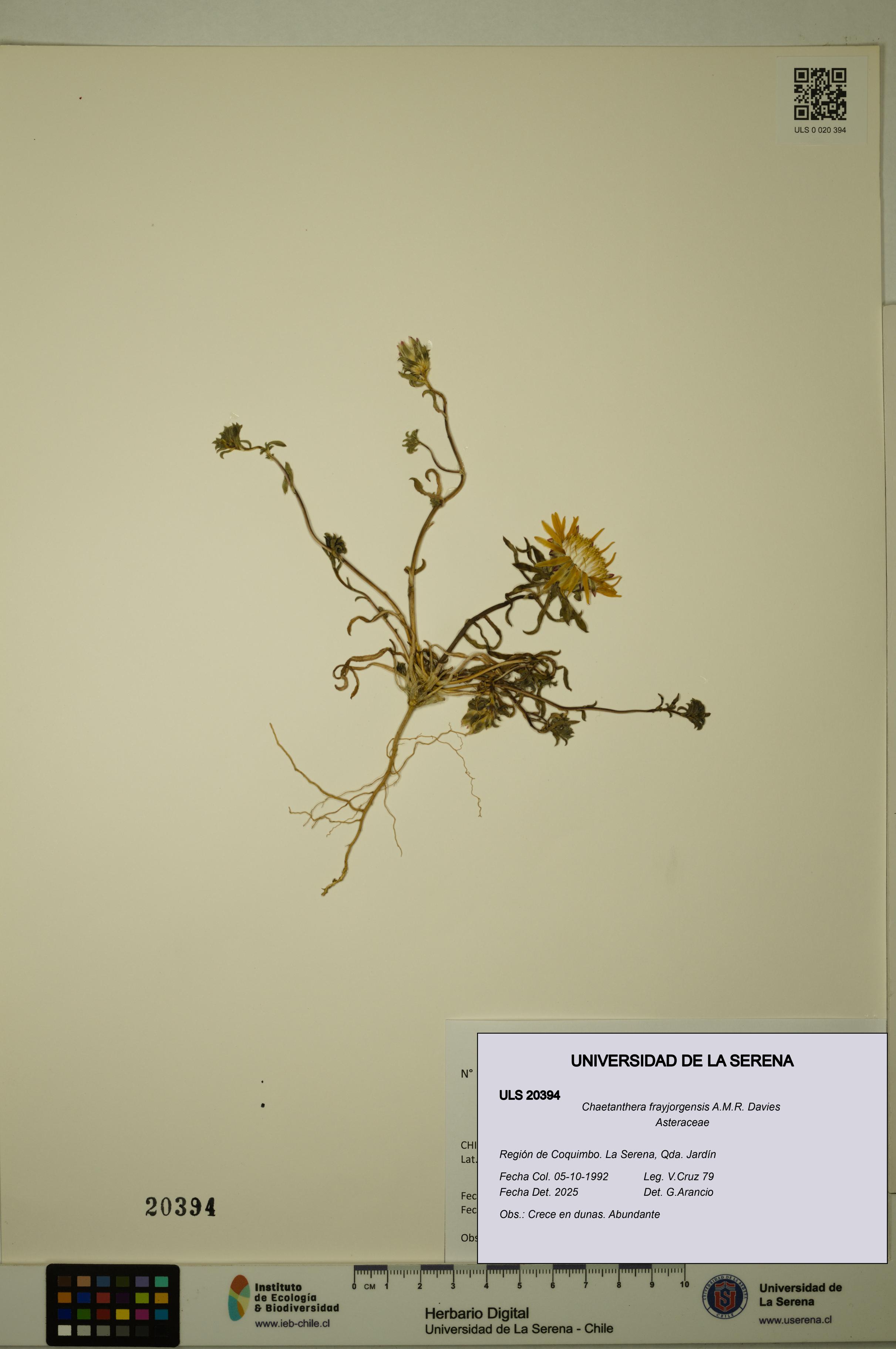 Chaetanthera frayjorgensis [Espécimen: ULS:ULS:0020394]