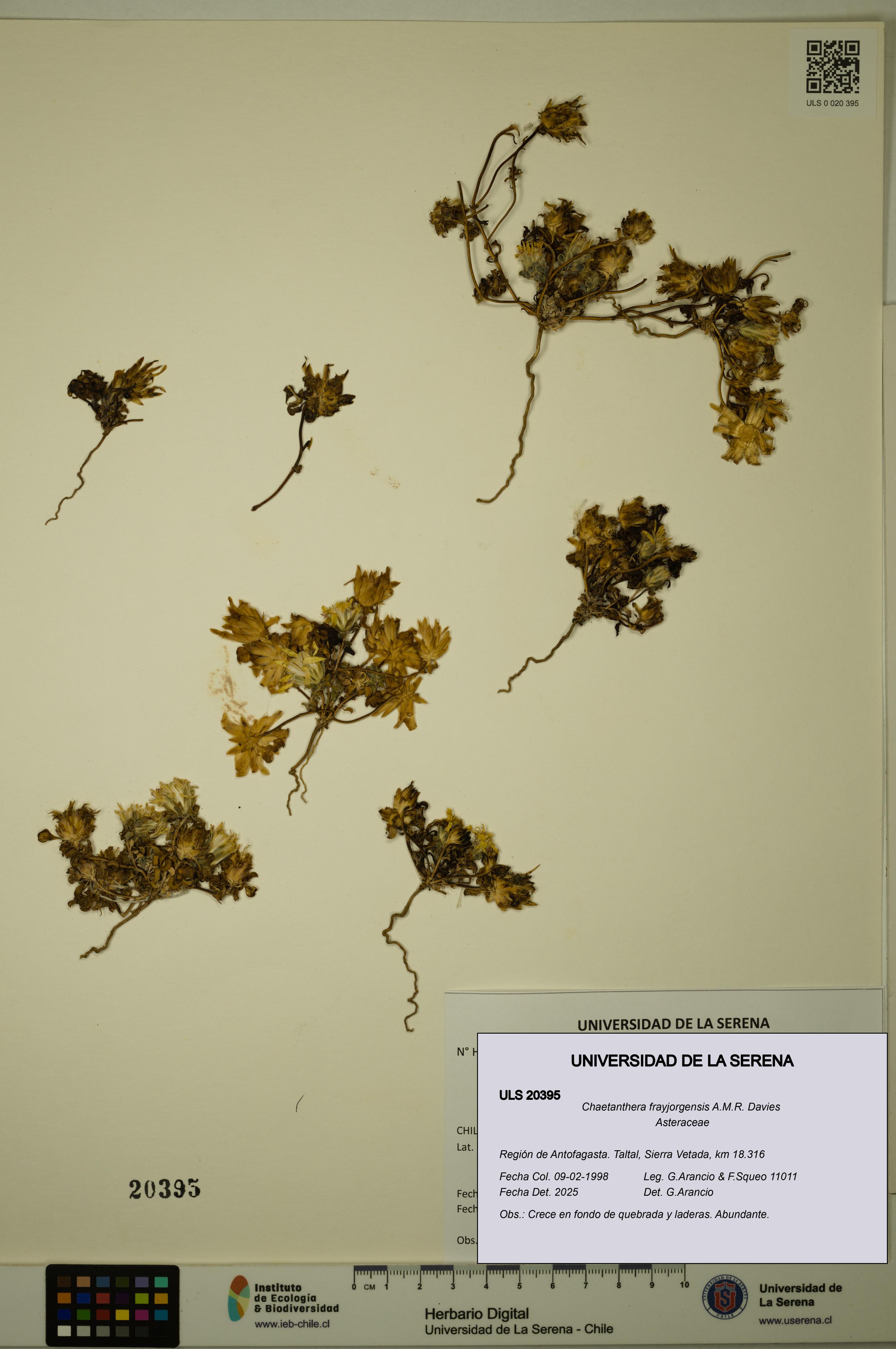 Chaetanthera frayjorgensis [Espécimen: ULS:ULS:0020395]