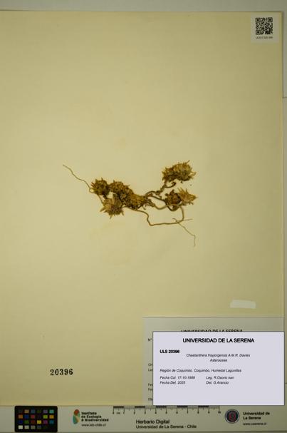 Chaetanthera frayjorgensis [Espécimen: ULS:ULS:0020396]