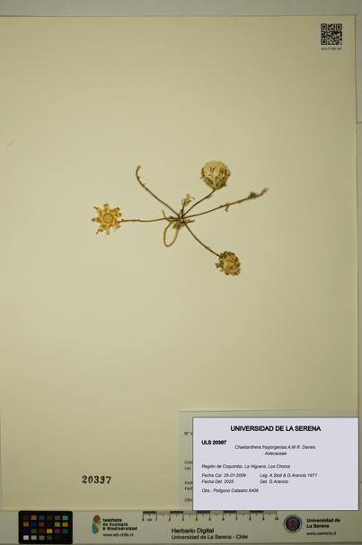 Chaetanthera frayjorgensis [Espécimen: ULS:ULS:0020397]