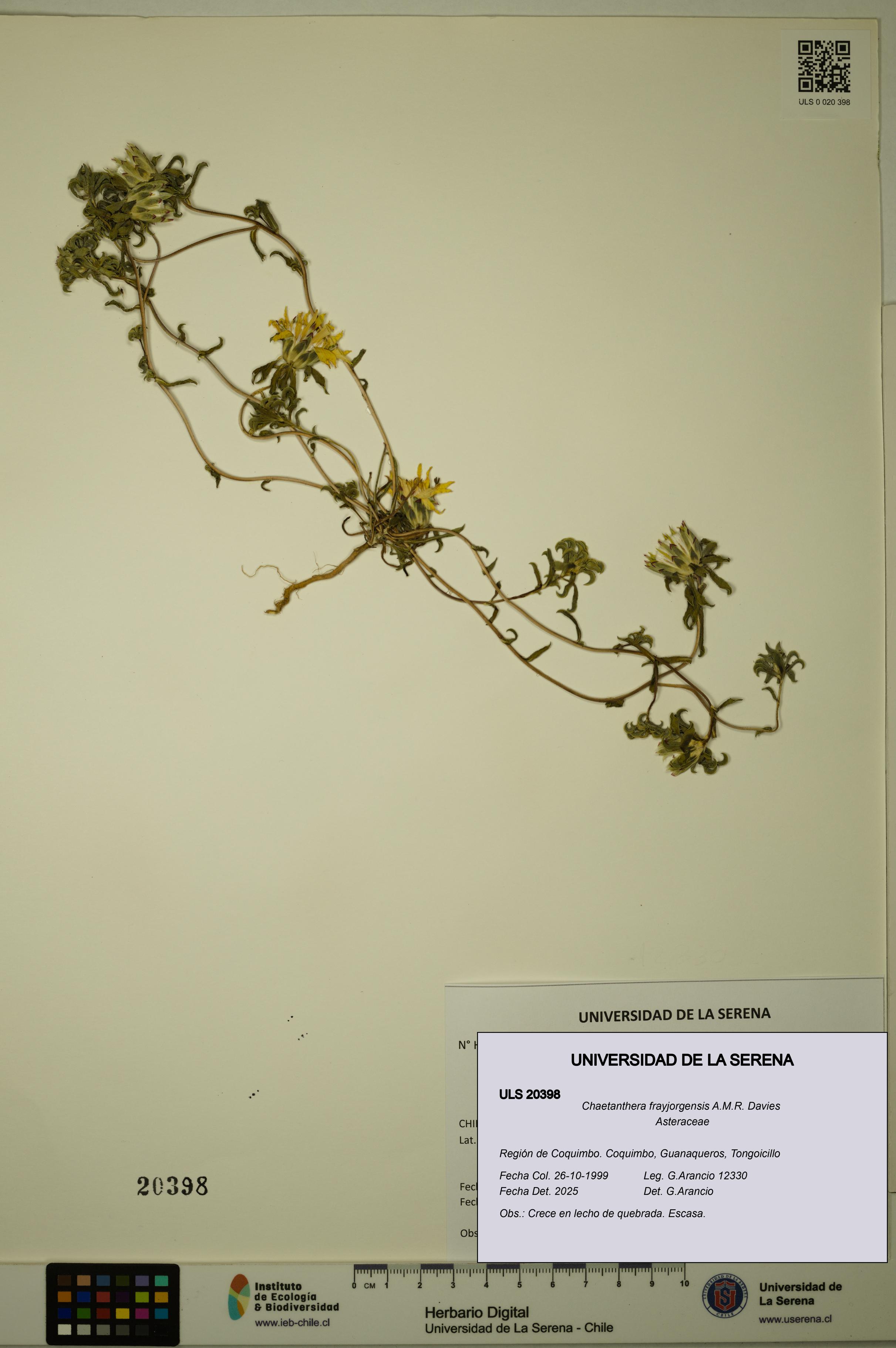 Chaetanthera frayjorgensis [Espécimen: ULS:ULS:0020398]