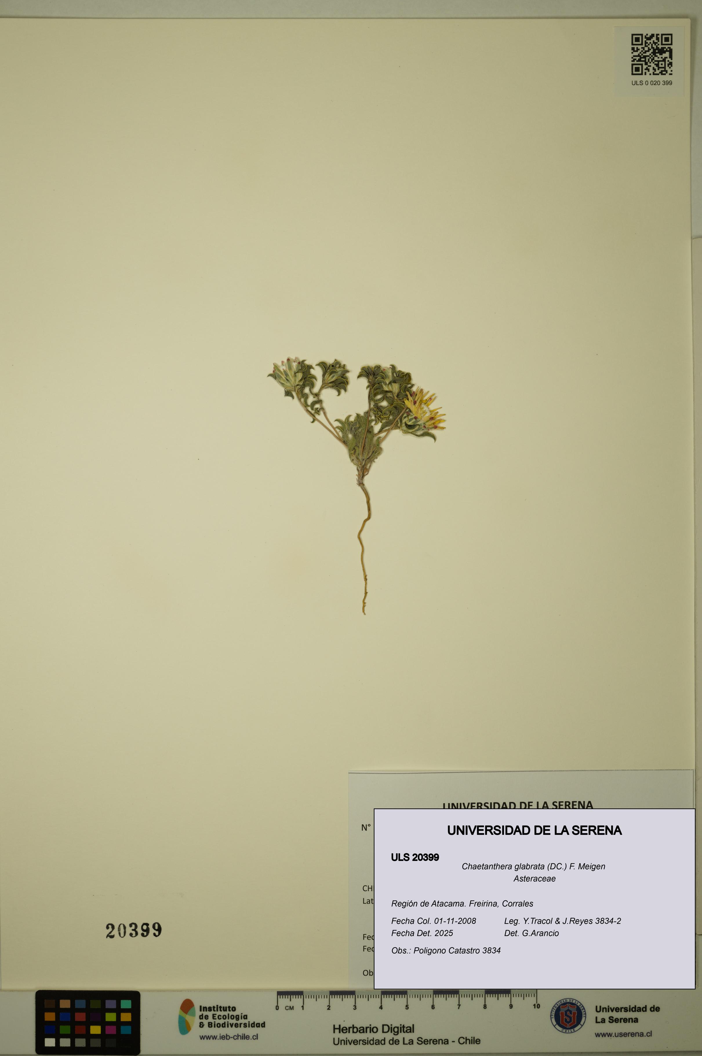 Chaetanthera glabrata [Espécimen: ULS:ULS:0020399]