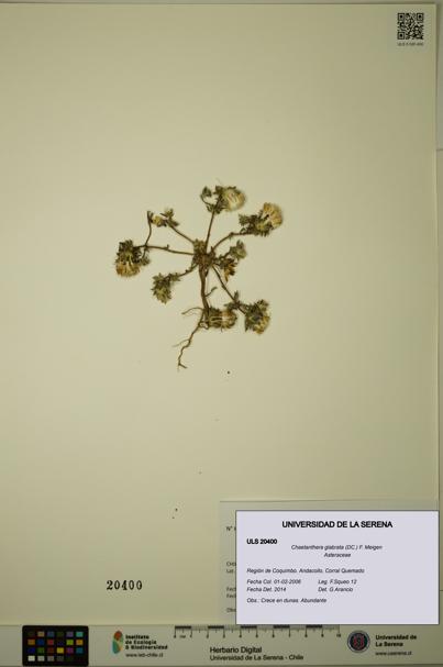 Chaetanthera glabrata [Espécimen: ULS:ULS:0020400]