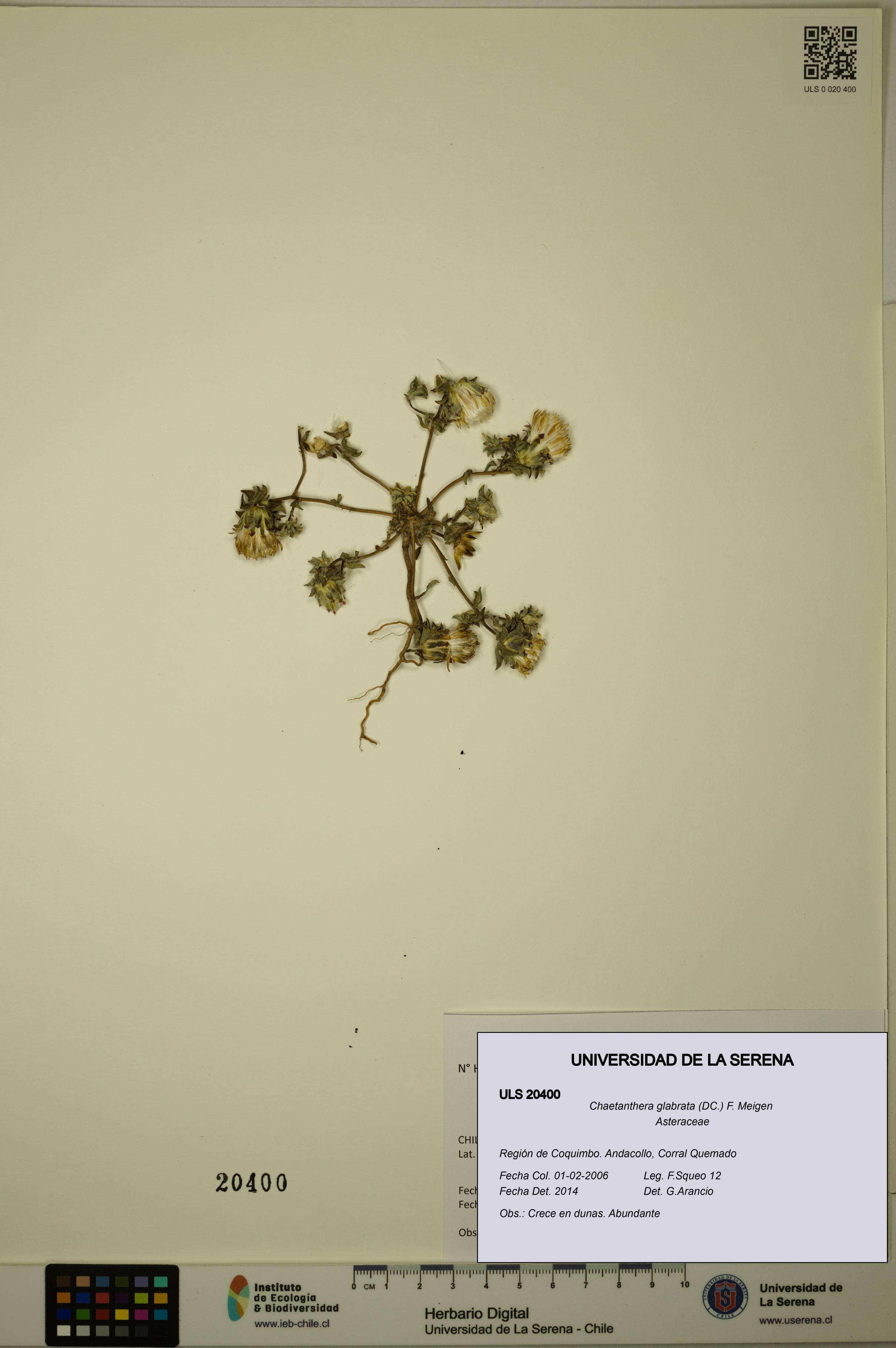 Chaetanthera glabrata [Espécimen: ULS:ULS:0020400]