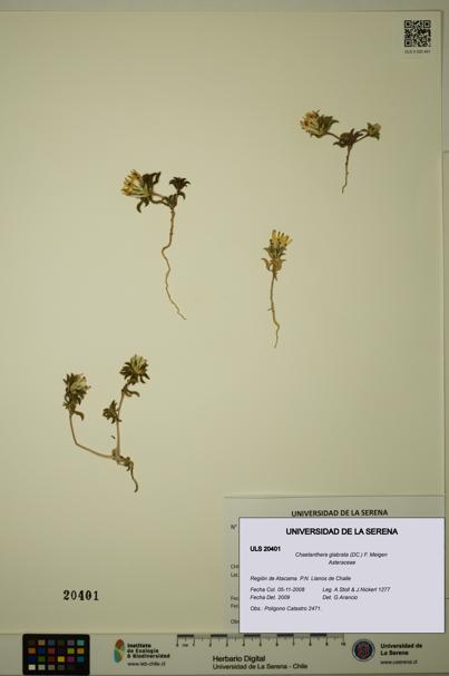 Chaetanthera glabrata [Espécimen: ULS:ULS:0020401]
