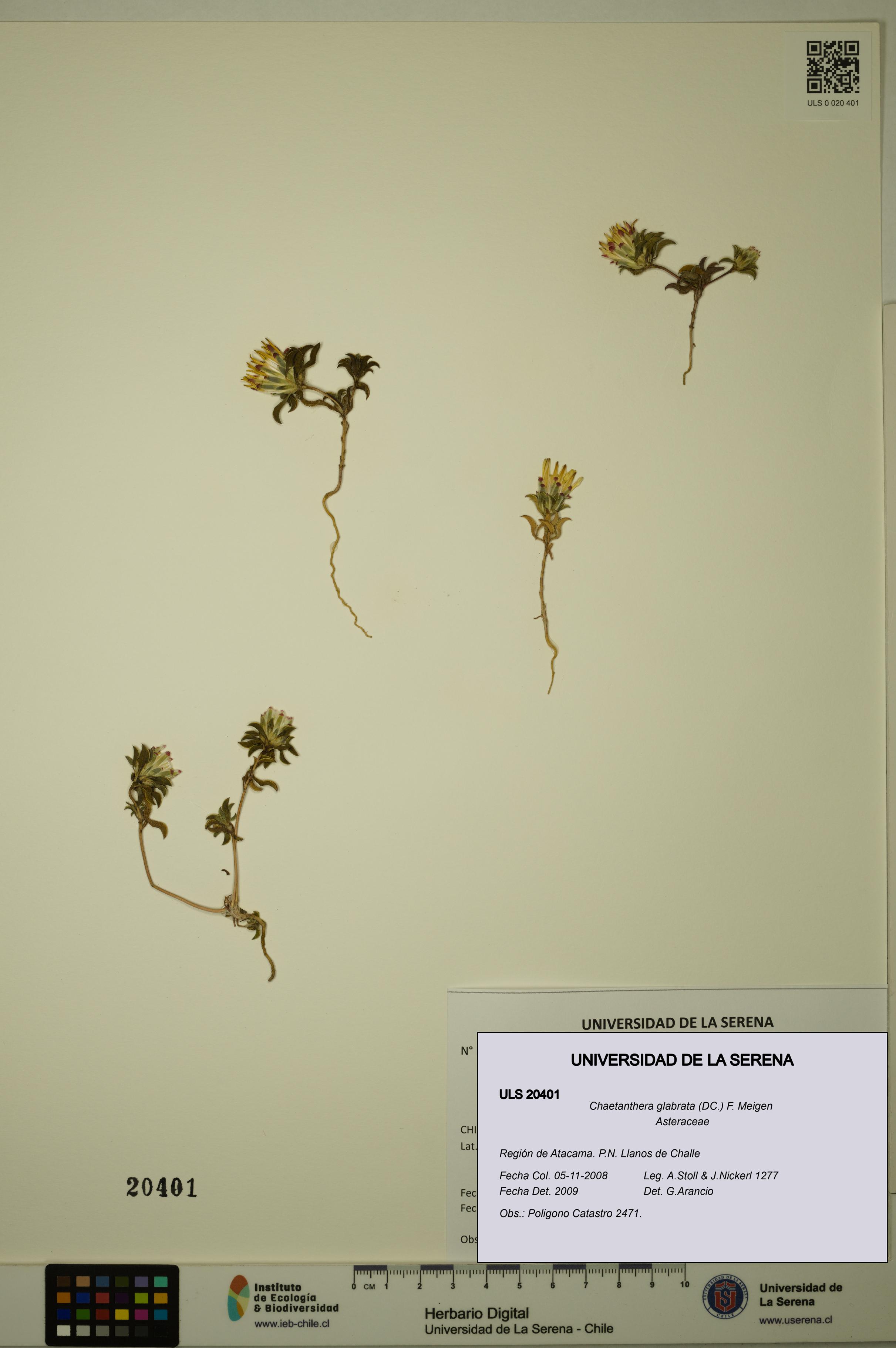 Chaetanthera glabrata [Espécimen: ULS:ULS:0020401]